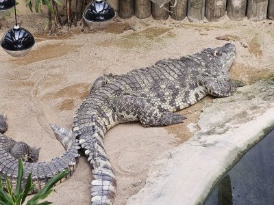 Tropiquarium
