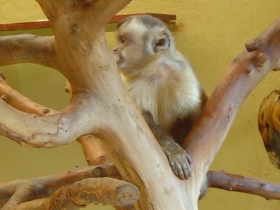 Un singe