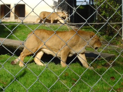 Deux lionnes juste avant le repas