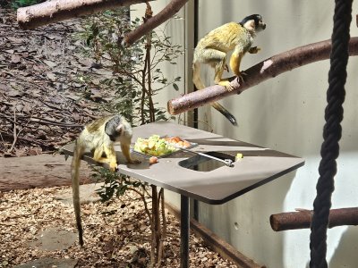 Zoo de Servion