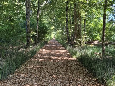 Le chemin, bien ombragé
