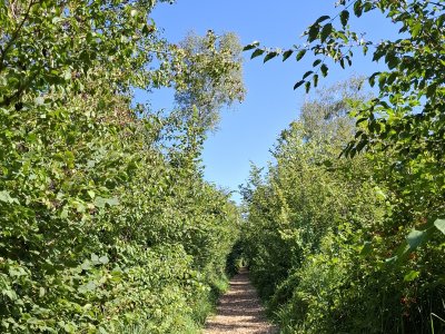 Le chemin
