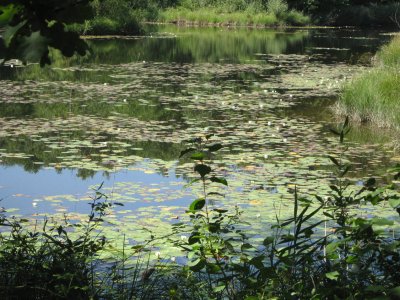 Etang Robert Hainard