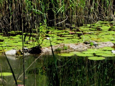 3 cistudes sur ce tronc à l'Etang des Isles