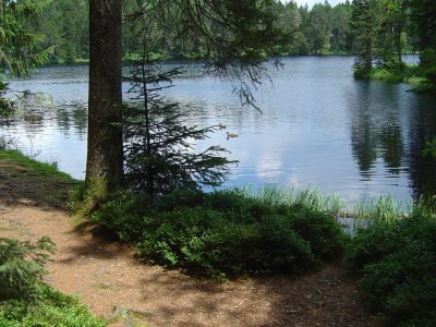 Le sentier longeant l'étang