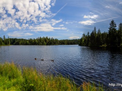 Etang de la Gruère, 1000m, dans les Franches Montagnes. Août 2019