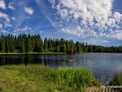 Etang de la Gruère, 1000m, dans les Franches Montagnes. Août 2019