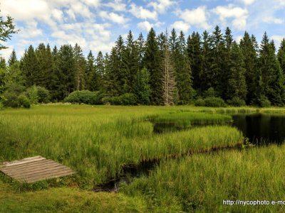 Etang de la Gruère, 1000m, dans les Franches Montagnes. Août 2019