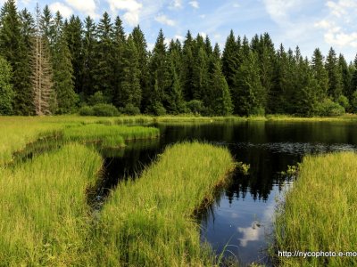 Etang de la Gruère, 1000m, dans les Franches Montagnes. Août 2019