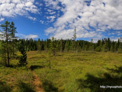 Etang de la Gruère, 1000m, dans les Franches Montagnes. Août 2019