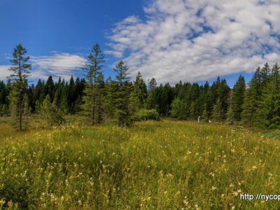 Etang de la Gruère, 1000m, dans les Franches Montagnes. Août 2019