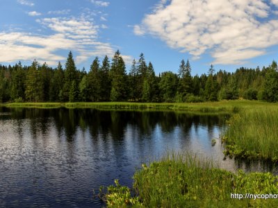 Etang de la Gruère, 1000m, dans les Franches Montagnes. Août 2019