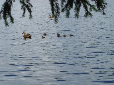 Promenade en famille