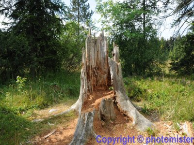 Un tronc naturel