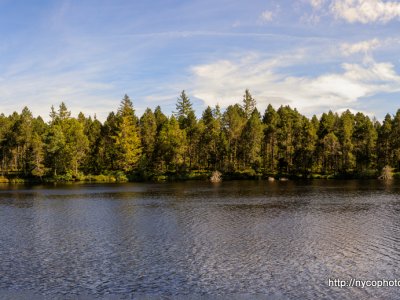 Etang de la Gruère, 1000m, dans les Franches Montagnes. Août 2019
