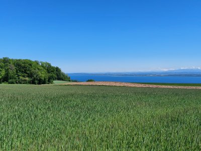 Le lac de Neuchâtel et les Alpes