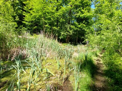 Un étang, dans la forêt du Devens