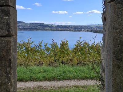 Sur les hauteurs du vignoble de Grandson