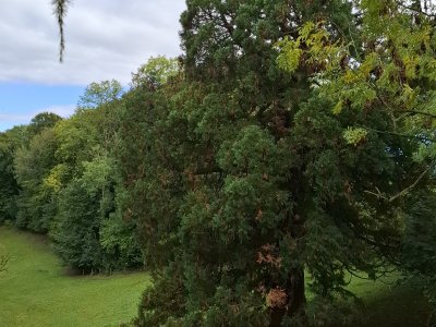 Le sequoia