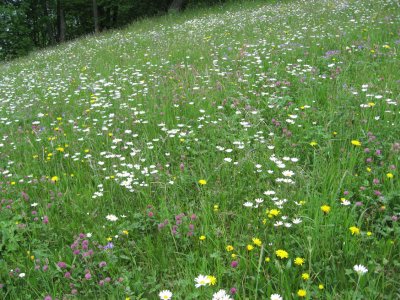 Prairie fleurie près d'Isch